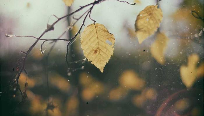 苹果视频最新更新专区